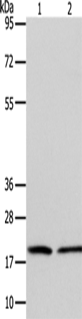 Anti-Human/Mouse ANAPC13 Antibody - ABMIUM