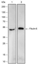 Anti-Human Fibulin-5 Antibody [A566]