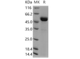 > 90 % as determined by reducing SDS-PAGE.