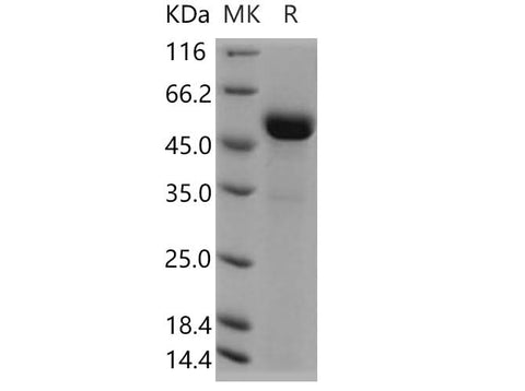 > 90 % as determined by reducing SDS-PAGE.