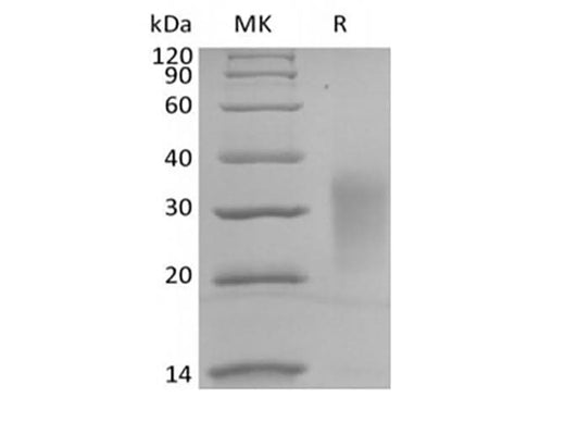 Recombinant Human Interleukin-13/IL-13 (C-Avi-6His) Biotinylated - ABMIUM