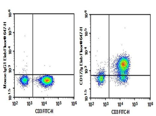 Anti-Human CD172g Antibody [OX-119] - ABMIUM