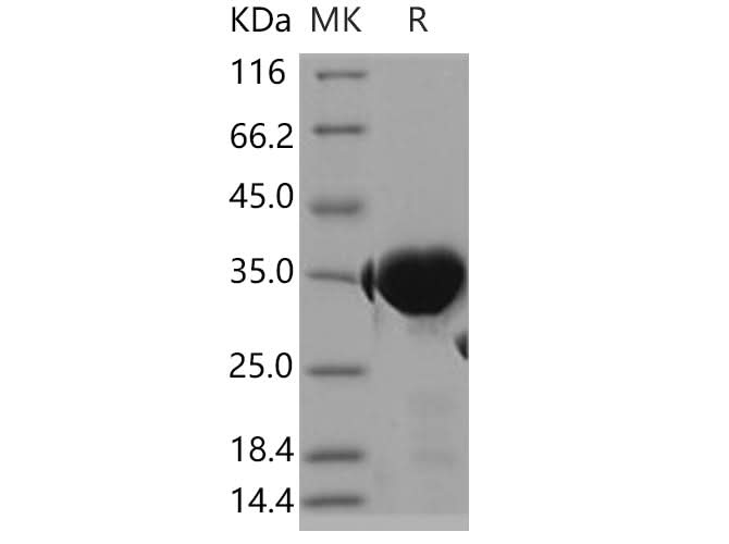 > 95 % as determined by reducing SDS-PAGE.