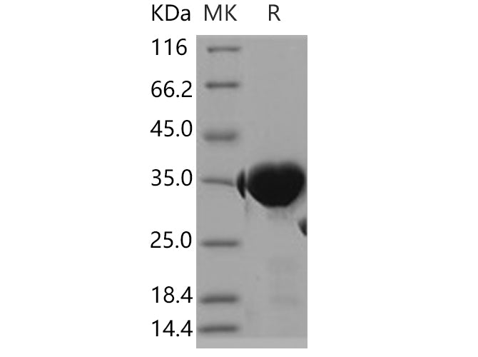 > 95 % as determined by reducing SDS-PAGE.