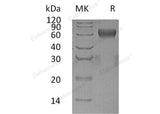 > 95 % as determined by reducing SDS-PAGE.