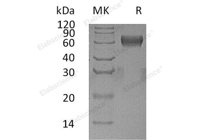 > 95 % as determined by reducing SDS-PAGE.