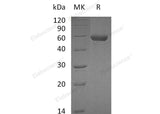 > 97 % as determined by reducing SDS-PAGE.