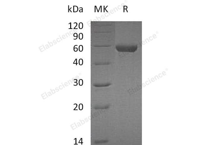 > 97 % as determined by reducing SDS-PAGE.