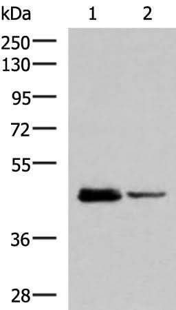 Western blot analysis of HL60 and Jurkat cell lysates using DDI2 Polyclonal Antibody at dilution of 1:800