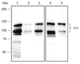 Anti-Human/Rat/Mouse ILF3 Antibody [A466]