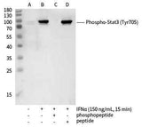 Anti-Human STAT3 Antibody [4B8] - ABMIUM