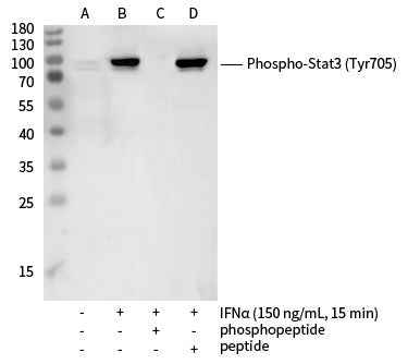 Anti-Human STAT3 Antibody [4B8] - ABMIUM