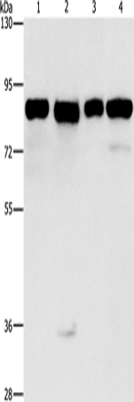 Anti-Human/Mouse MAD1L1 Antibody - ABMIUM