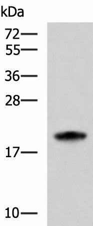 Western blot analysis of HL-60 cell lysate using MRPS28 Polyclonal Antibody at dilution of 1:600