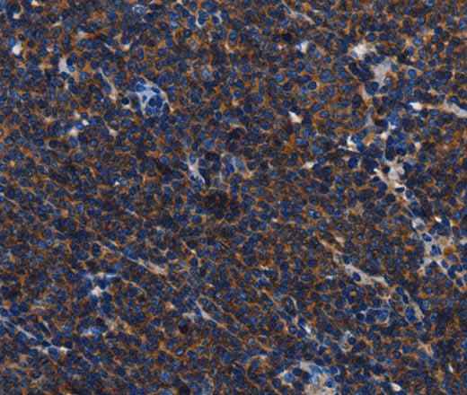 Anti-Human/Mouse/Rat CD45 Antibody
