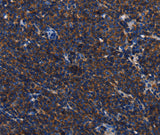 Anti-Human/Mouse/Rat CD45 Antibody - ABMIUM