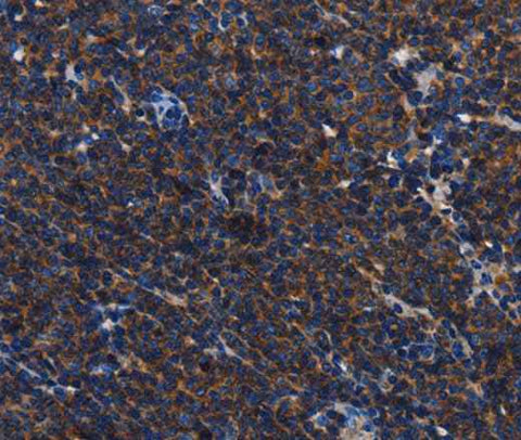 Anti-Human/Mouse/Rat CD45 Antibody