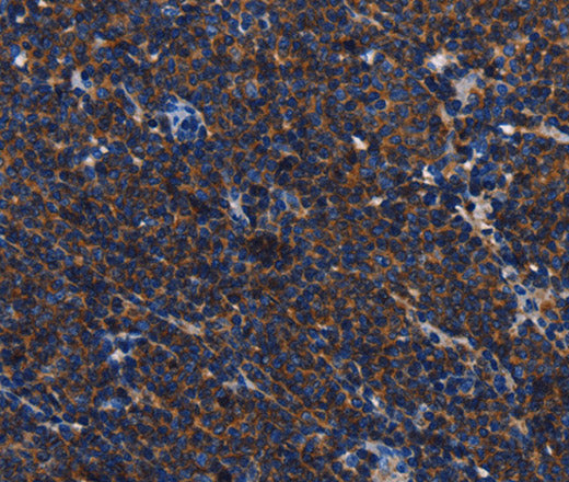 Anti-Human/Mouse/Rat CD45 Antibody - ABMIUM