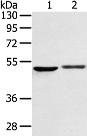 Anti-Human/Mouse/Rat BMP4 Antibody - ABMIUM