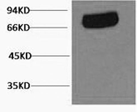 Western Blot analysis of Human serum using Transferrin Monoclonal Antibody at dilution of 1:2000.