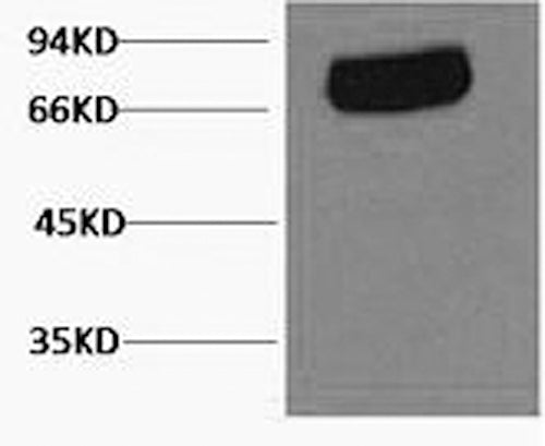 Western Blot analysis of Human serum using Transferrin Monoclonal Antibody at dilution of 1:2000.