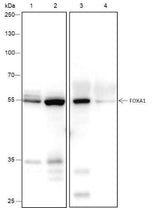 Anti-Human/Rat/Mouse FOXA1 Antibody [A223]