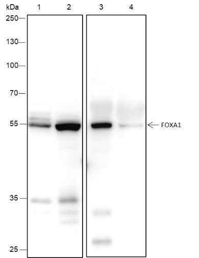 Anti-Human/Rat/Mouse FOXA1 Antibody [A223]