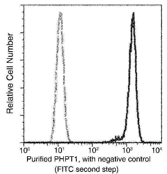 Anti-Human PHPT1 Antibody [B173] - ABMIUM