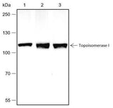 Anti-Human/Rat/Mouse Topoisomerase I Antibody [A475]