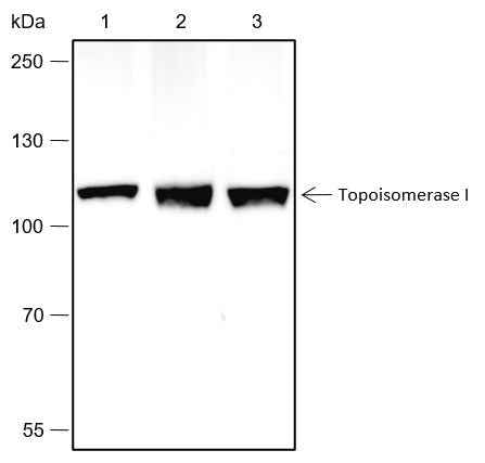 Anti-Human/Rat/Mouse Topoisomerase I Antibody [A475]