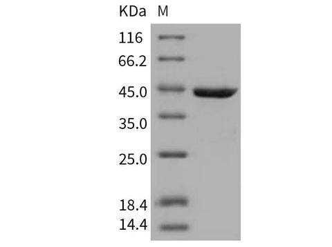 > 95 % as determined by reducing SDS-PAGE.