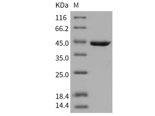 > 95 % as determined by reducing SDS-PAGE.
