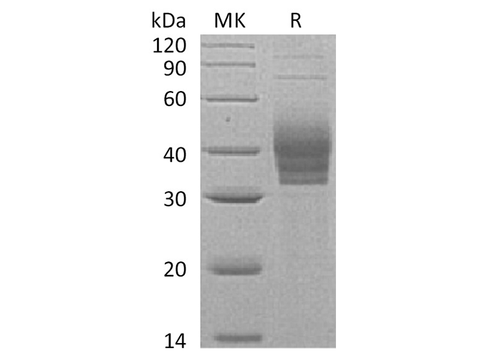 > 90 % as determined by reducing SDS-PAGE.