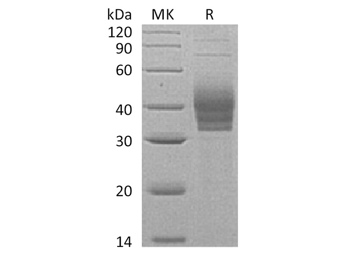> 90 % as determined by reducing SDS-PAGE.