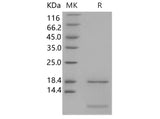 > 95 % as determined by reducing SDS-PAGE.