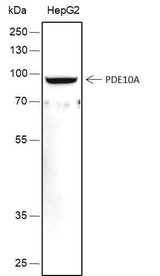 Anti-Human PDE10A Antibody [A437]