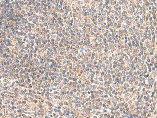 Anti-Human GIMAP2 Antibody