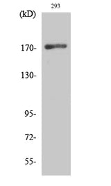 Western Blot analysis of 293 cells using EGFR Polyclonal Antibody at dilution of 1:1000.
