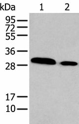 Western blot analysis of TM4 and NIH/3T3 cell lysates using HOXC9 Polyclonal Antibody at dilution of 1:350