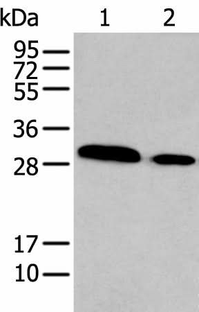 Western blot analysis of TM4 and NIH/3T3 cell lysates using HOXC9 Polyclonal Antibody at dilution of 1:350