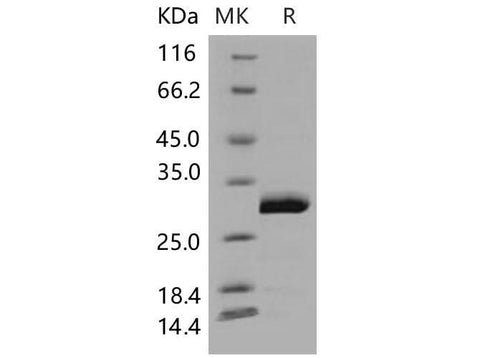 > 97 % as determined by reducing SDS-PAGE.
