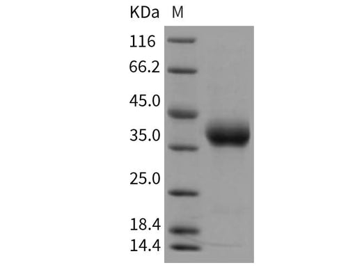 > 97 % as determined by reducing SDS-PAGE.