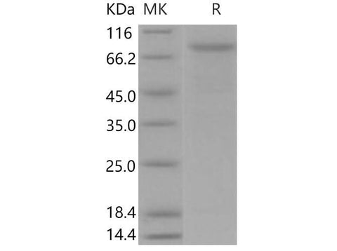 > 90 % as determined by reducing SDS-PAGE.