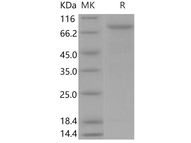 > 90 % as determined by reducing SDS-PAGE.