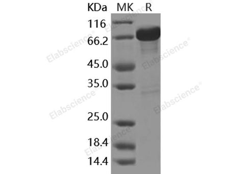 > 90 % as determined by reducing SDS-PAGE.