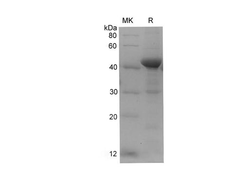 SDS-PAGE analysis of Danio rerio Beta-actin/ACTB proteins, 2 μg/lane of Recombinant Danio rerio Beta-actin/ACTB proteins was resolved with SDS-PAGE under reducing conditions, showing bands at 42-48 kDa.