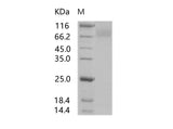 > 85 % as determined by reducing SDS-PAGE.