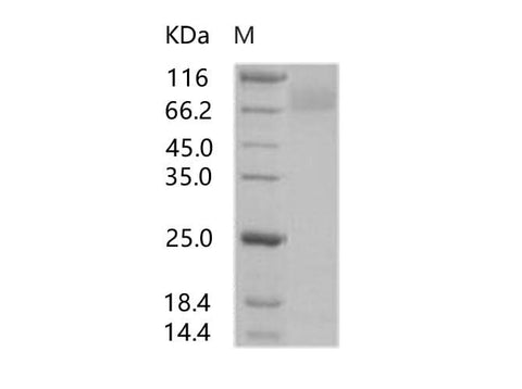 > 85 % as determined by reducing SDS-PAGE.