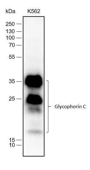 Anti-Human Glycophorin C Antibody [A232] - ABMIUM