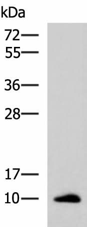 Western blot analysis of Human ileum tissue lysate using CCL13 Polyclonal Antibody at dilution of 1:700